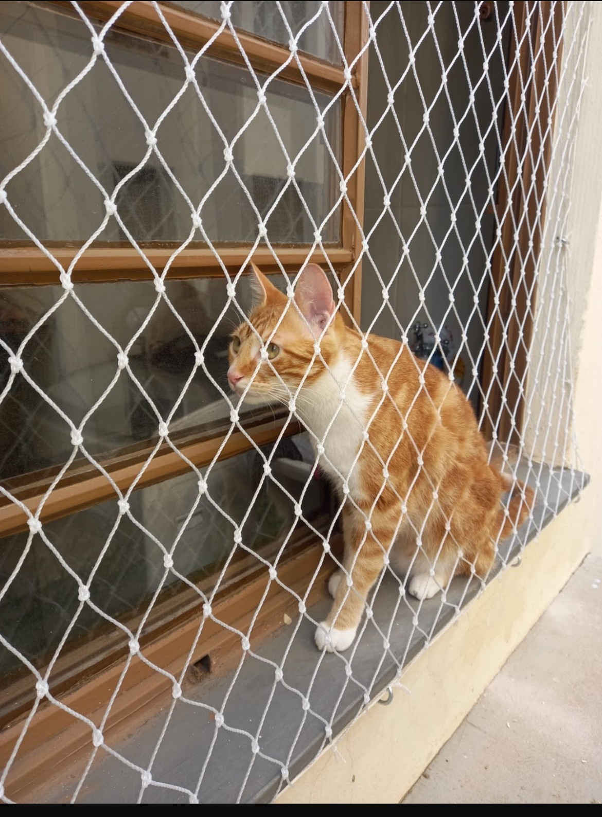 Rede de Proteção para Janela Pet – Malha 3 cm